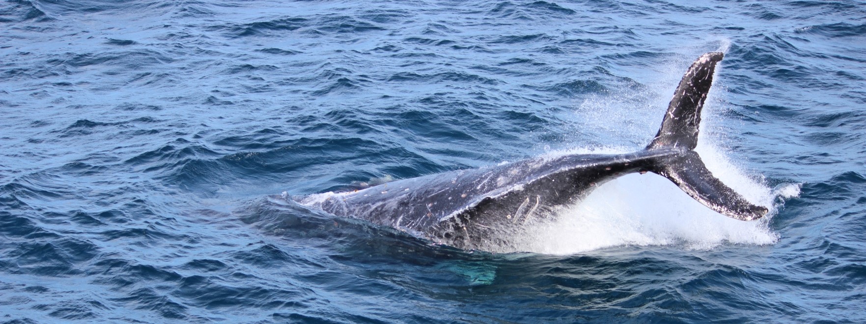 A humpback whale breaches during the 2014 whale watching season in Moreton Bay, Brisbane. Photo: ANDREW KACIMAIWAI