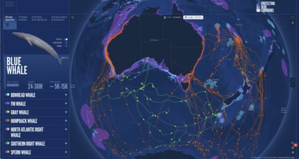 whales blue corridor BlueCorridors.org visualises the satellite tracking data of whales in the oceans surrounding Australia.