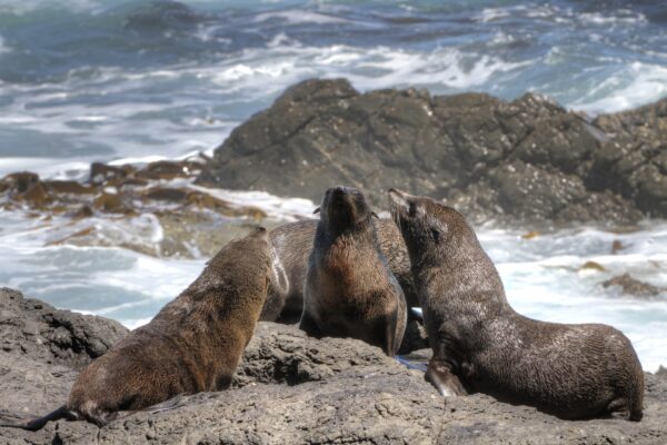 Young fur seals are now on the move and crossing roads. Photo: Holger Detje/www.pixabay.com