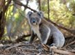Now is the time that young koalas leave home and drivers need to be wary, says Redland City Council. Photo: stock (pixabay)