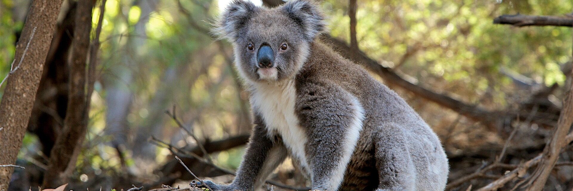 Now is the time that young koalas leave home and drivers need to be wary, says Redland City Council. Photo: stock (pixabay)