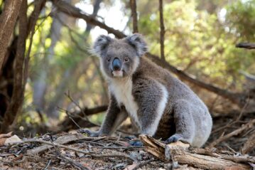 Now is the time that young koalas leave home and drivers need to be wary, says Redland City Council. Photo: stock (pixabay)