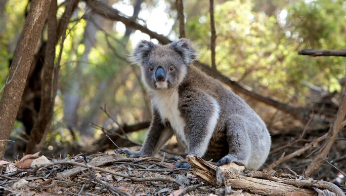 Now is the time that young koalas leave home and drivers need to be wary, says Redland City Council. Photo: stock (pixabay)
