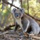 Now is the time that young koalas leave home and drivers need to be wary, says Redland City Council. Photo: stock (pixabay)