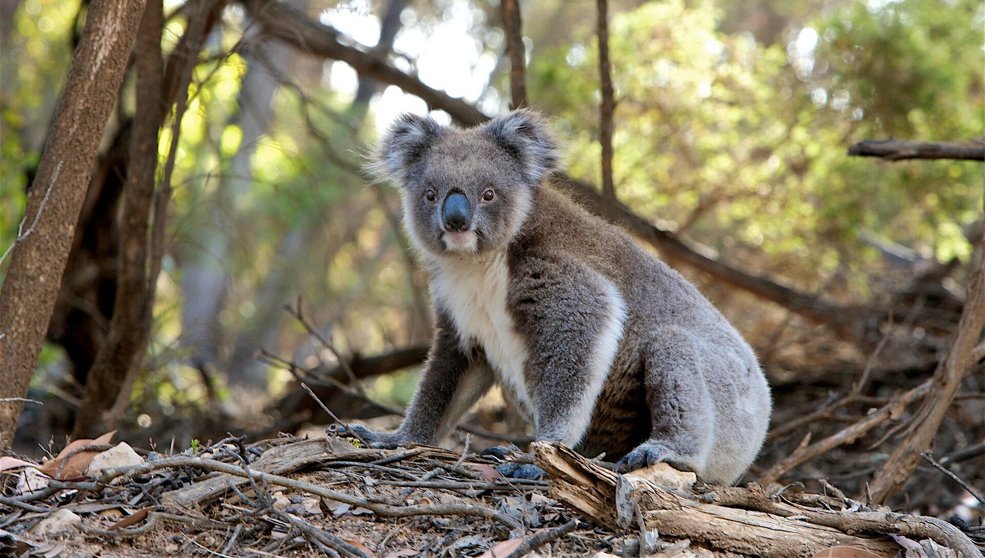 Now is the time that young koalas leave home and drivers need to be wary, says Redland City Council. Photo: stock (pixabay)