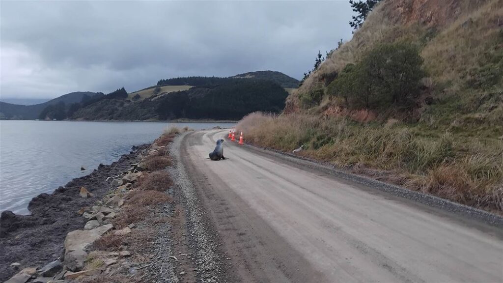 A seal and pup crossing a road in New Zealand. Photo: Department of Conservation