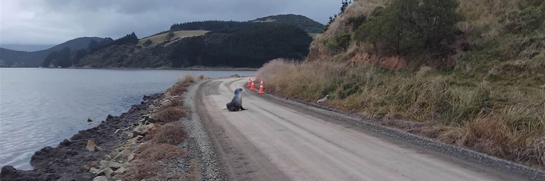A seal and pup crossing a road in New Zealand. Photo: Department of Conservation