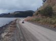 A seal and pup crossing a road in New Zealand. Photo: Department of Conservation