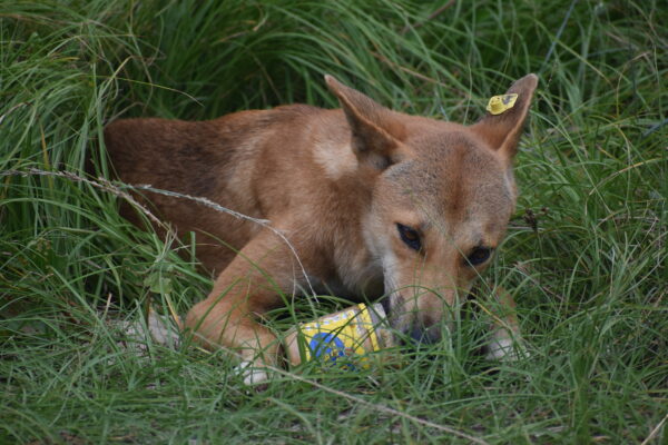 Dingoes will rip open tents and containers to get at food and rubbish. Photo: Qld Govt