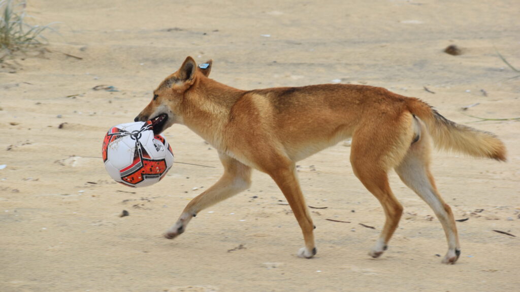 Dingoes will scavenge for anything that may smell like food. Photo: Qld Government