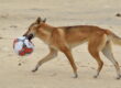 Dingoes will scavenge for anything that may smell like food. Photo: Qld Government