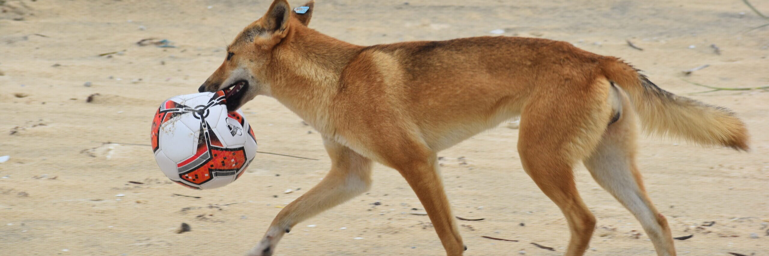 Dingoes will scavenge for anything that may smell like food. Photo: Qld Government
