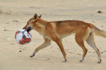 Dingoes will scavenge for anything that may smell like food. Photo: Qld Government