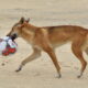 Dingoes will scavenge for anything that may smell like food. Photo: Qld Government