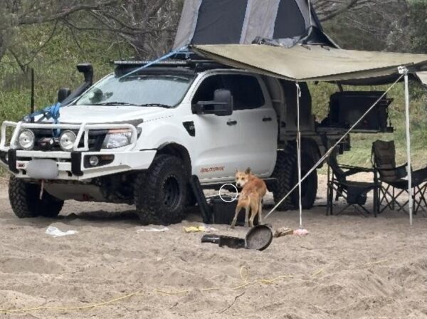 Dingoes will rip open tents and containers to get at food and rubbish. Photo: Qld Govt
