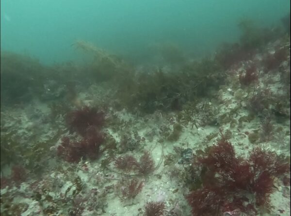 A screen capture of footage from a drone based on the Southern Ranger. Photo: SA Government