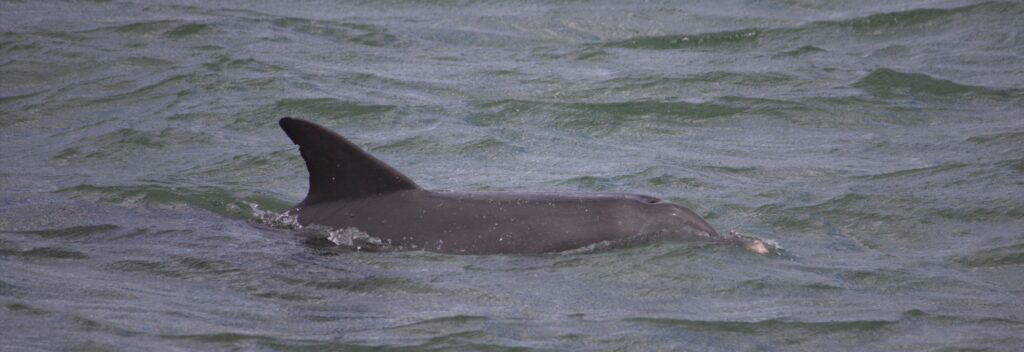 FILE ... dolphins in Port River are being monitored by two agencies and a university. Photo courtesy ANDREW KACIMAIWAI