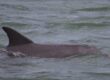 FILE ... dolphins in Port River are being monitored by two agencies and a university. Photo courtesy ANDREW KACIMAIWAI
