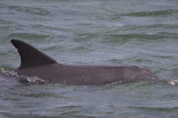 FILE ... dolphins in Port River are being monitored by two agencies and a university. Photo courtesy ANDREW KACIMAIWAI