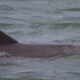 FILE ... dolphins in Port River are being monitored by two agencies and a university. Photo courtesy ANDREW KACIMAIWAI