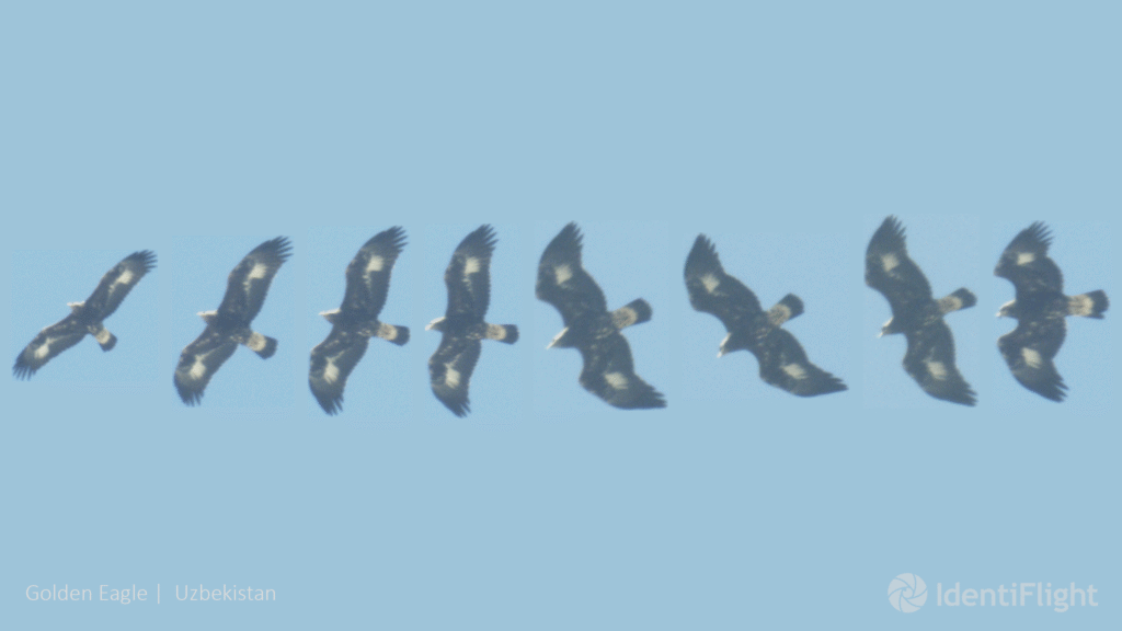 An IndentiFlight image of a golden eagle in flight over Uzbekistan. Photo: supplied