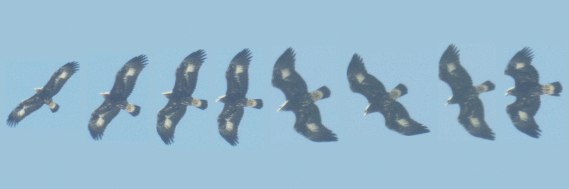 An IndentiFlight image of a golden eagle in flight over Uzbekistan. Photo: supplied