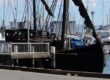 The Notorious, a replica of a 15th century caravel, docked in Scarborough Harbour. Photo: ANDREW KACIMAIWAI