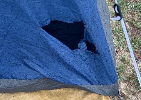 Dingoes will rip open tents and containers to get at food and rubbish. Photo: Qld Govt