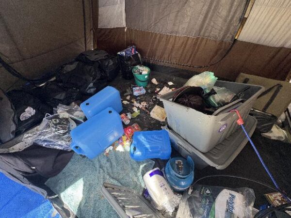 Dingoes will rip open tents and containers to get at food and rubbish. Photo: Qld Govt