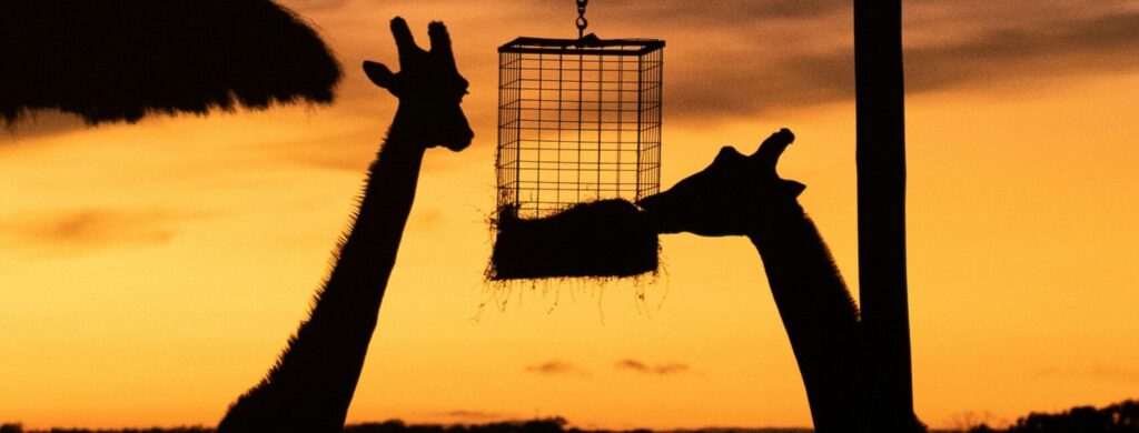 Giraffes at Dubbo. Overnight stays are poised to more than double from next year. Photo: Sebastian Ashton/ Unsplash
