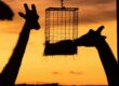Giraffes at Dubbo. Overnight stays are poised to more than double from next year. Photo: Sebastian Ashton/ Unsplash