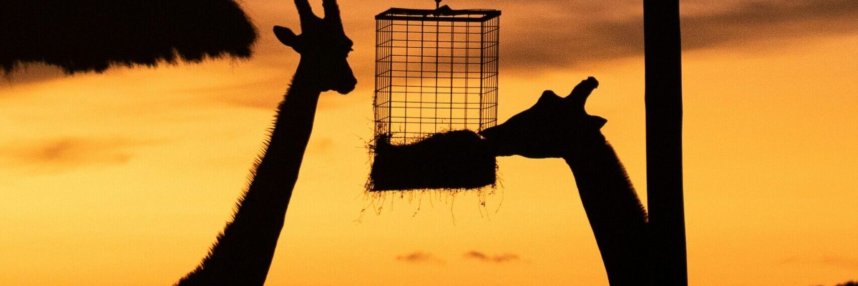 Giraffes at Dubbo. Overnight stays are poised to more than double from next year. Photo: Sebastian Ashton/ Unsplash