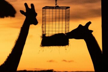 Giraffes at Dubbo. Overnight stays are poised to more than double from next year. Photo: Sebastian Ashton/ Unsplash