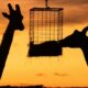Giraffes at Dubbo. Overnight stays are poised to more than double from next year. Photo: Sebastian Ashton/ Unsplash