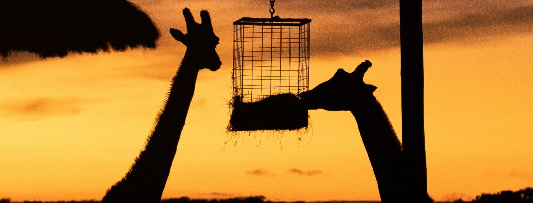 Giraffes at Dubbo. Overnight stays are poised to more than double from next year. Photo: Sebastian Ashton/ Unsplash
