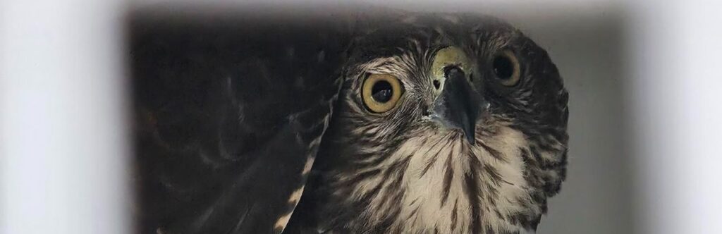 This brown goshawk was released into bushland after being rescued from an illegal enclosure. Photo: Shari Griinke/Qld Govt