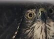 This brown goshawk was released into bushland after being rescued from an illegal enclosure. Photo: Shari Griinke/Qld Govt