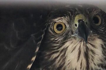 This brown goshawk was released into bushland after being rescued from an illegal enclosure. Photo: Shari Griinke/Qld Govt