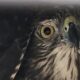 This brown goshawk was released into bushland after being rescued from an illegal enclosure. Photo: Shari Griinke/Qld Govt