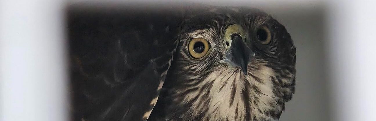 This brown goshawk was released into bushland after being rescued from an illegal enclosure. Photo: Shari Griinke/Qld Govt