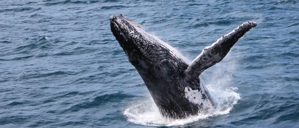 A humpback whale breaches off Moreton Bay, near Brisbane. Photo courtesy of ANDREW KACIMAIWAI