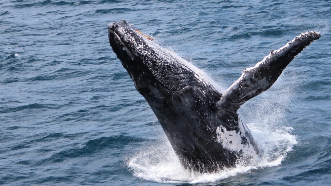 A humpback whale breaches off Moreton Bay, near Brisbane. Photo courtesy of ANDREW KACIMAIWAI
