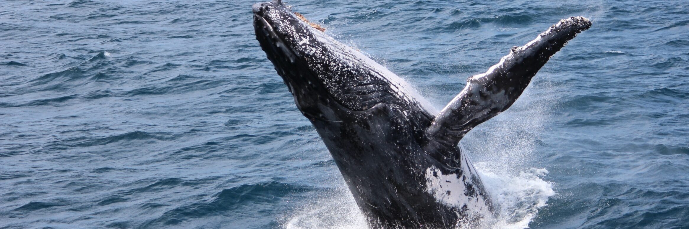 A humpback whale breaches off Moreton Bay, near Brisbane. Photo courtesy of ANDREW KACIMAIWAI