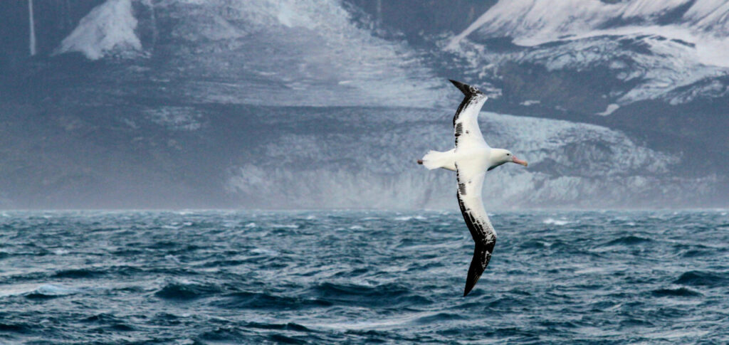 The Heard Island foreshore looms large in the background. Photo: CSIRO (Pete Harmsen)