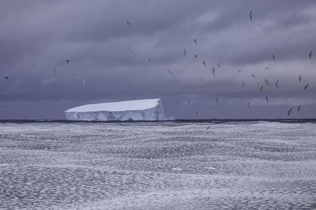 Sea-ice loss exposes glacial ice shelves to damaging waves that weaken them and leads to iceberg calving. Photo: Pete Harmsen/AAD