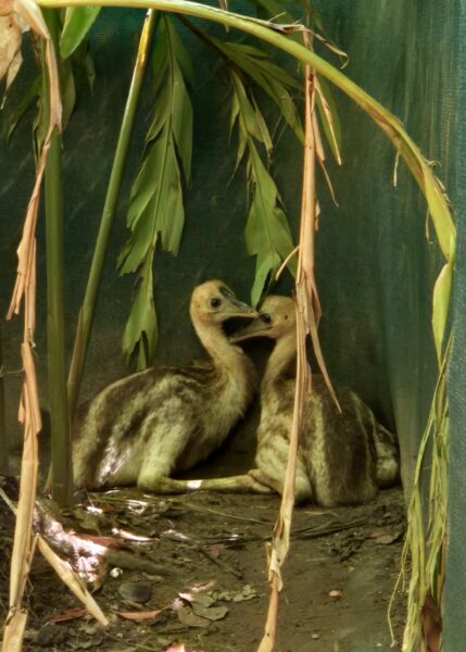 The cassowary juveniles during rehabilitation. Photo: Qld Environment.