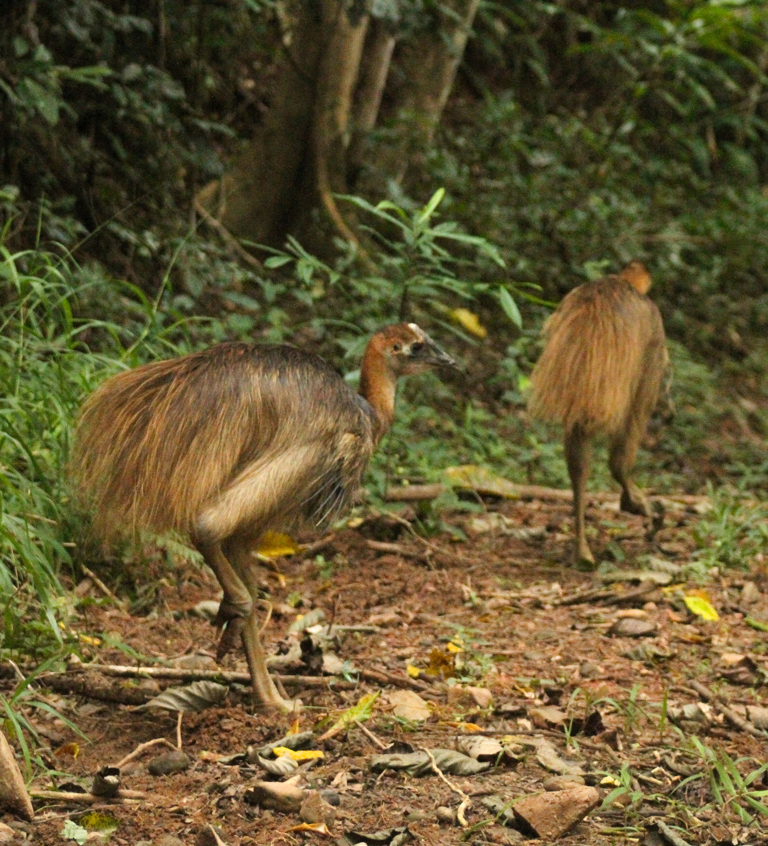 The cassowaries return to the forest near Tully. Photo: Qld Environment Depart.