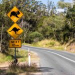 Sunbury leads RACV’s top 10 claims list for kangaroo damage in Victoria