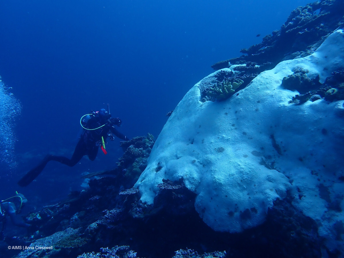 An AIMS diver photographs bleached coral at the Rowley Shoals in April. Photo: AIMS/Anna Cresswell