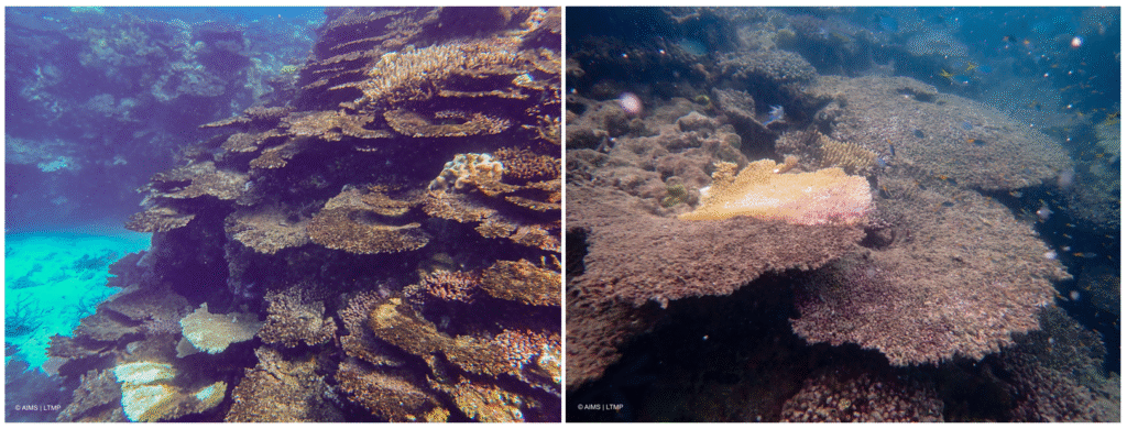 Left: dying coral in the northern GBR. Right: a diseased Acropora coral at Swinger Reef. Photos: Australian Institute of Marine Science